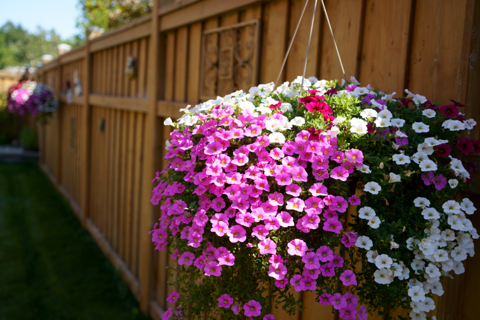 Decorative wood fence in a backyard in Buffalo Grove, Illinois